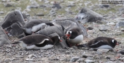 Pygoscelis-papua072.King-George-Is.South-Shetland-Islands.Antarctica.21.01.2019