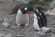 Pygoscelis-papua074.King-George-Is.South-Shetland-Islands.Antarctica.2.02.2019