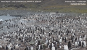 Pygoscelis-papua075.King-George-Is.South-Shetland-Islands.Antarctica.25.01.2019
