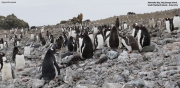 Pygoscelis-papua077.King-George-Is.South-Shetland-Islands.Antarctica.30.01.2019