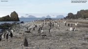 Pygoscelis-papua078.King-George-Is.South-Shetland-Islands.Antarctica.22.01.2019