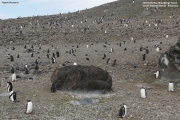 Pygoscelis-papua079.King-George-Is.South-Shetland-Islands.Antarctica.21.01.2019
