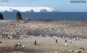 Pygoscelis-papua080.King-George-Is.South-Shetland-Islands.Antarctica.21.01.2019