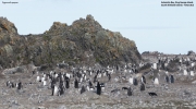 Pygoscelis-papua081.King-George-Is.South-Shetland-Islands.Antarctica.22.01.2019
