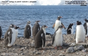 Pygoscelis-papua082.King-George-Is.South-Shetland-Islands.Antarctica.22.01.2019