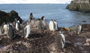 Pygoscelis-papua083.King-George-Is.South-Shetland-Islands.Antarctica.22.01.2019