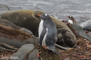 Pygoscelis-papua084.King-George-Is.South-Shetland-Islands.Antarctica.30.01.2019