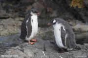 Pygoscelis-papua085.King-George-Is.South-Shetland-Islands.Antarctica.21.01.2019