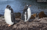 Pygoscelis-papua086.King-George-Is.South-Shetland-Islands.Antarctica.22.01.2019