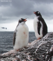 Pygoscelis-papua088.King-George-Is.South-Shetland-Islands.Antarctica.2.02.2019