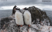 Pygoscelis-papua091.King-George-Is.South-Shetland-Islands.Antarctica.2.02.2019