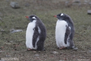Pygoscelis-papua092.King-George-Is.South-Shetland-Islands.Antarctica.30.01.2019
