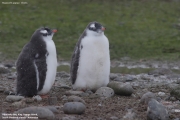 Pygoscelis-papua093.King-George-Is.South-Shetland-Islands.Antarctica.30.01.2019