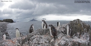 Pygoscelis-papua094.King-George-Is.South-Shetland-Islands.Antarctica.2.02.2019