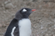 Pygoscelis-papua096.King-George-Is.South-Shetland-Islands.Antarctica.21.01.2019