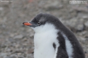 Pygoscelis-papua097.King-George-Is.South-Shetland-Islands.Antarctica.21.01.2019