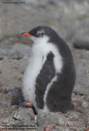 Pygoscelis-papua098.King-George-Is.South-Shetland-Islands.Antarctica.21.01.2019