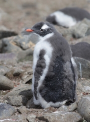 Pygoscelis-papua099.King-George-Is.South-Shetland-Islands.Antarctica.21.01.2019
