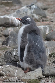 Pygoscelis-papua100.King-George-Is.South-Shetland-Islands.Antarctica.21.01.2019