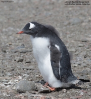 Pygoscelis-papua101.King-George-Is.South-Shetland-Islands.Antarctica.21.01.2019