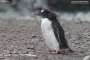 Pygoscelis-papua103.King-George-Is.South-Shetland-Islands.Antarctica.2.02.2019