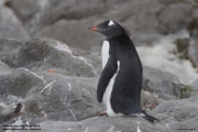 Pygoscelis-papua104.King-George-Is.South-Shetland-Islands.Antarctica.2.02.2019
