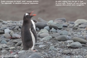 Pygoscelis-papua106.King-George-Is.South-Shetland-Islands.Antarctica.22.01.2019