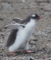 Pygoscelis-papua107.King-George-Is.South-Shetland-Islands.Antarctica.21.01.2019