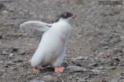 Pygoscelis-papua108.King-George-Is.South-Shetland-Islands.Antarctica.21.01.2019