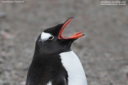 Pygoscelis-papua111.King-George-Is.South-Shetland-Islands.Antarctica.21.01.2019