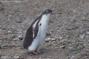 Pygoscelis-papua114.King-George-Is.South-Shetland-Islands.Antarctica.21.01.2019