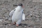 Pygoscelis-papua116.King-George-Is.South-Shetland-Islands.Antarctica.21.01.2019