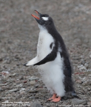 Pygoscelis-papua117.King-George-Is.South-Shetland-Islands.Antarctica.21.01.2019
