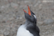 Pygoscelis-papua119.King-George-Is.South-Shetland-Islands.Antarctica.21.01.2019