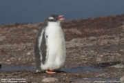 Pygoscelis-papua120.King-George-Is.South-Shetland-Islands.Antarctica.24.01.2019