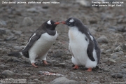 Pygoscelis-papua122.King-George-Is.South-Shetland-Islands.Antarctica.30.01.2019
