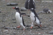 Pygoscelis-papua123.King-George-Is.South-Shetland-Islands.Antarctica.30.01.2019