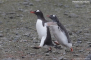 Pygoscelis-papua124.King-George-Is.South-Shetland-Islands.Antarctica.30.01.2019