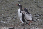Pygoscelis-papua125.King-George-Is.South-Shetland-Islands.Antarctica.30.01.2019