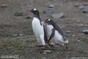 Pygoscelis-papua126.King-George-Is.South-Shetland-Islands.Antarctica.30.01.2019