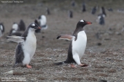 Pygoscelis-papua130.King-George-Is.South-Shetland-Islands.Antarctica.27.01.2019