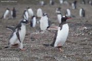 Pygoscelis-papua131.King-George-Is.South-Shetland-Islands.Antarctica.27.01.2019