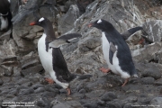 Pygoscelis-papua134.King-George-Is.South-Shetland-Islands.Antarctica.30.01.2019