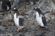 Pygoscelis-papua135.King-George-Is.South-Shetland-Islands.Antarctica.30.01.2019