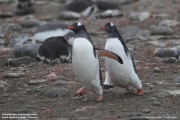 Pygoscelis-papua136.King-George-Is.South-Shetland-Islands.Antarctica.30.01.2019