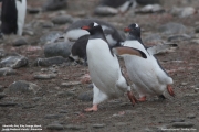 Pygoscelis-papua137.King-George-Is.South-Shetland-Islands.Antarctica.30.01.2019