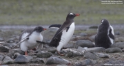 Pygoscelis-papua140.King-George-Is.South-Shetland-Islands.Antarctica.30.01.2019