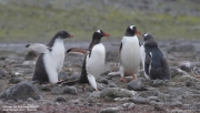 Pygoscelis-papua141.King-George-Is.South-Shetland-Islands.Antarctica.30.01.2019