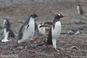 Pygoscelis-papua142.King-George-Is.South-Shetland-Islands.Antarctica.30.01.2019