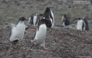 Pygoscelis-papua143.King-George-Is.South-Shetland-Islands.Antarctica.30.01.2019